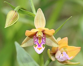 Beschrijving van Epipactis thunbergii bloem s2.JPG afbeelding.