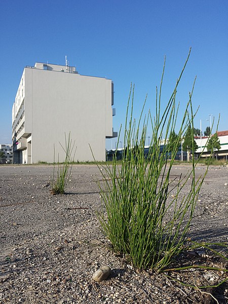 File:Equisetum ramosissimum (subsp. ramosissimum) sl24.jpg