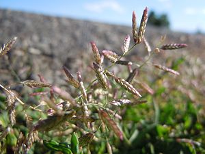 좀새그령(Eragrostis minor)