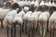 Fat-tailed sheep at a livestock market in Kashgar, China Erector fat tail sheep.jpg