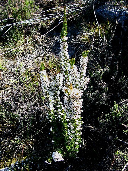 File:Erica calycina.JPG