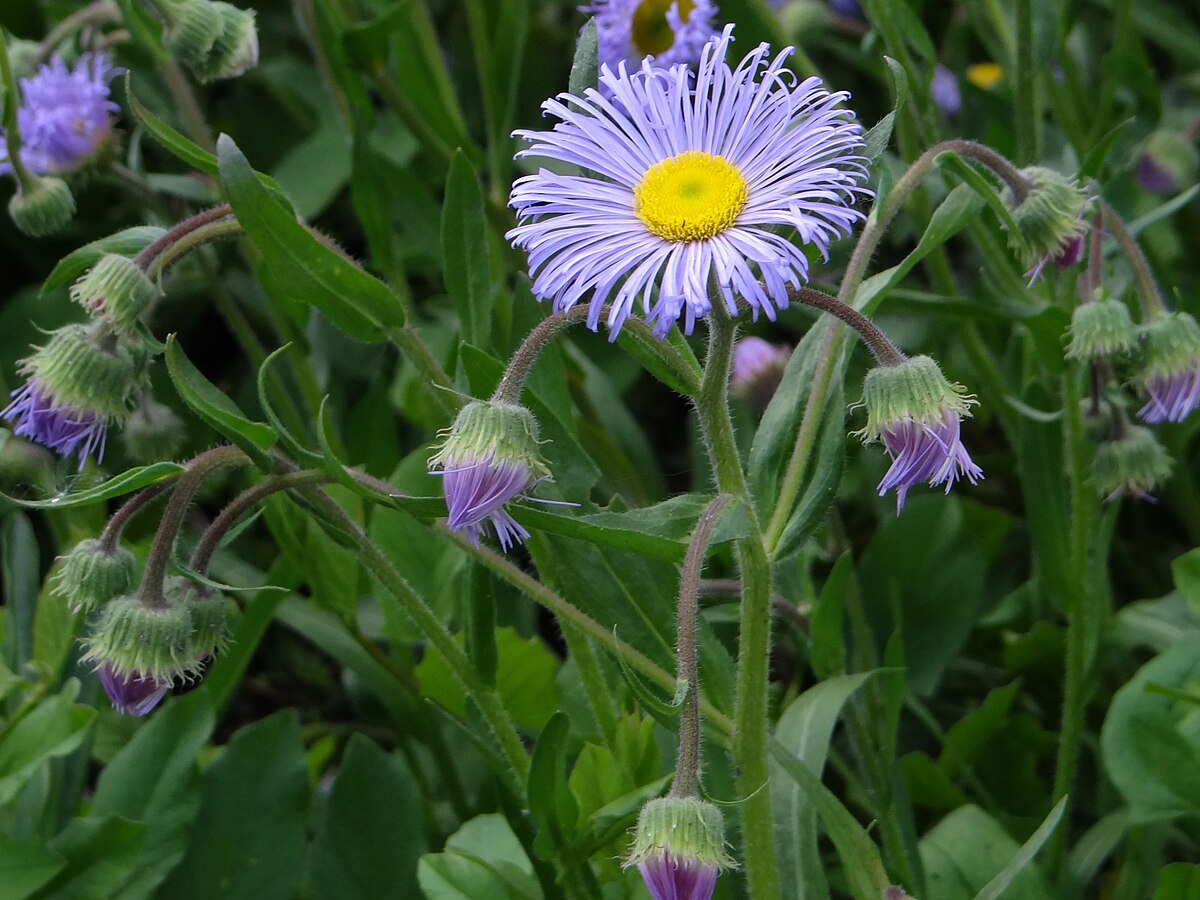 Erigeron macranthus Clear Blue русское название