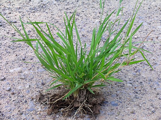 Eriochloa procera plant10 (8215240654)