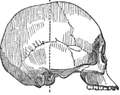 Eskimo skull Mongoloid 1.png