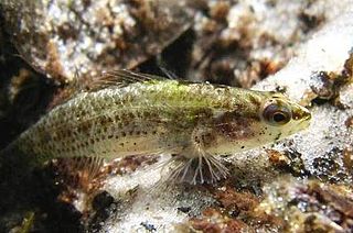 Okaloosa darter species of fish