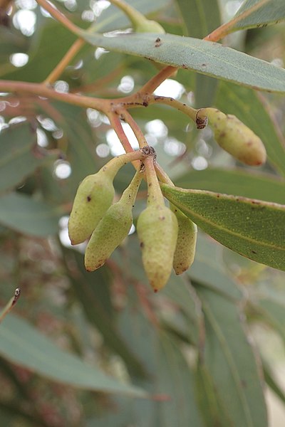 File:Eucalyptus × balanopelex buds.jpg