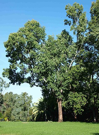 <i>Eucalyptus raveretiana</i> Species of eucalyptus