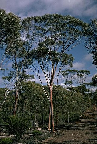 <i>Eucalyptus steedmanii</i> Species of eucalyptus