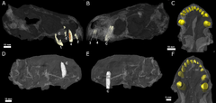 Radiographie sur fond noir montrant des rangées dentaires grises (les dents sont en jaune) de l'holotype (D-F) et du deuxième spécimen (A-C).