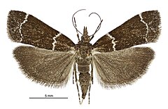 Eudonia leucogramma female.jpg