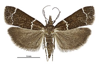 <i>Eudonia leucogramma</i> Species of moth