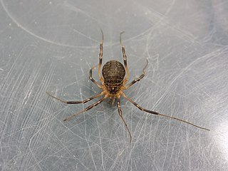 <i>Eumesosoma</i> Genus of harvestmen/daddy longlegs