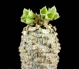 Euphorbia ankarensis ies.jpg