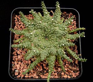 Euphorbia brevirama ies.jpg