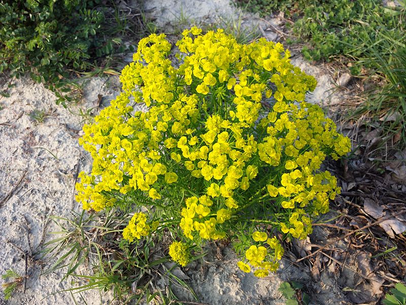 File:Euphorbia cyparissias sl9.jpg