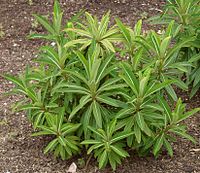 Euphorbia longifolia