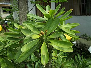 <i>Euphorbia neriifolia</i> Species of flowering plant