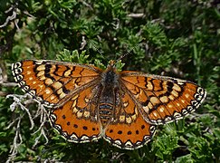 Euphydryas desfontainii