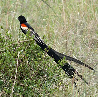 Male long-tailed widowbird Euplectes progne male South Africa cropped.jpg