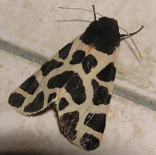 <i>Cymbalophora oertzeni</i> Species of moth