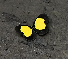 Eurema celebensis 58853252 (cropped).jpg