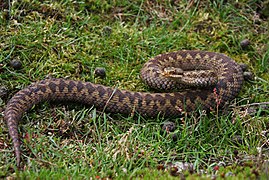 Zmije obecná, jediný jedovatý had žijící v České republice