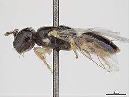 Euryglossina argocephala