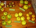 Apple Cider 2008 3.jpg