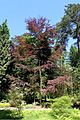 Fagus sylvatica 'Roseomarginata' syn. 'Purpurea Tricolor' in Rogów Arboretum