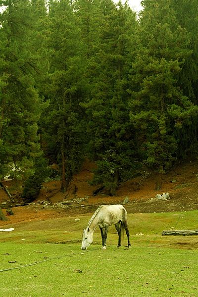 File:Fairy meadows plain.jpg