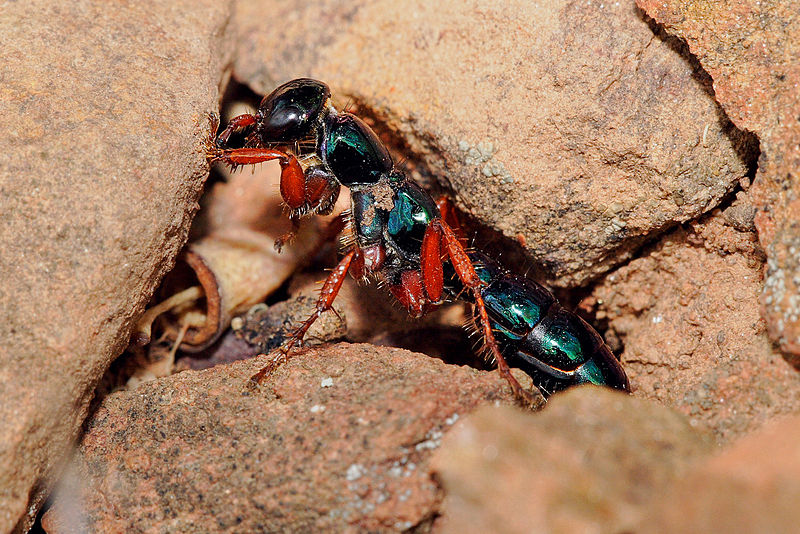 File:Female blue ant03.jpg