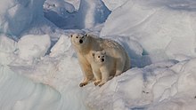 Female polar bear (Ursus maritimus) with cub, Svalbard.jpg