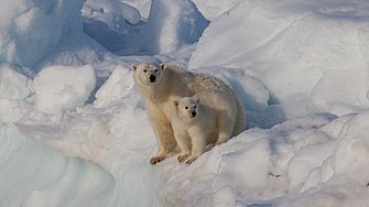 Female polar bear (Ursus maritimus) with cub, Svalbard