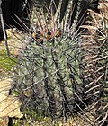 Miniatura para Ferocactus emoryi