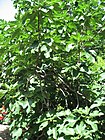 Ficus carica 01 by Line1.jpg