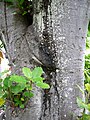 Ficus nymphaeifolia 01 trunc by Line1.jpg