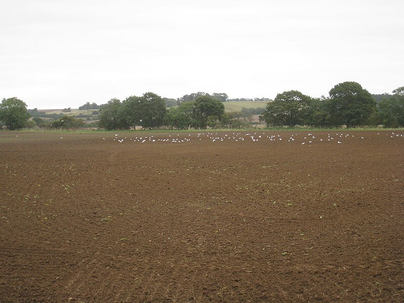 File:Field with gulls - geograph.org.uk - 3174790.jpg