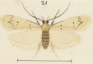 <i>Leptocroca amenena</i> Species of moth