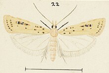 Illustration by G. Hudson Fig 22 MA I437920 TePapa Plate-LIX-A-supplement full (cropped).jpg