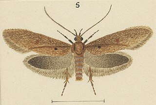 <i>Leptocroca xyrias</i> Species of moth