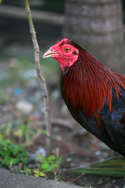 File:Fighting cock in Mindanao 07.jpg