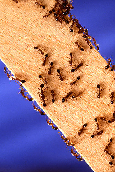 File:Fire ants.jpg