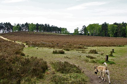 Trail at Fischbeker Heide