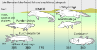 Acanthostega: Découverte, Description, Classification