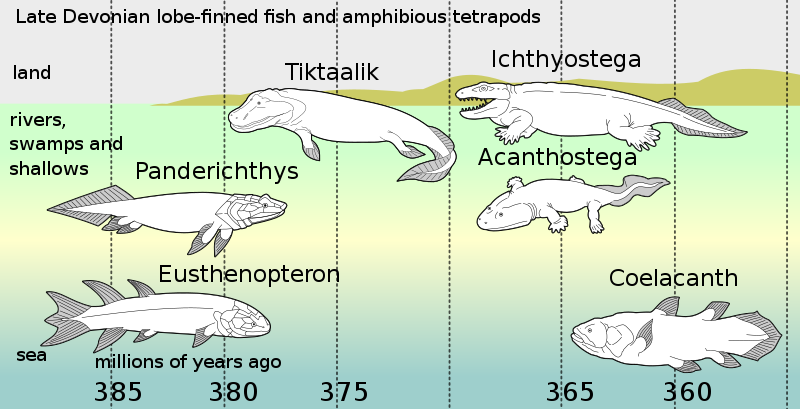 Evolution of tetrapods - Wikipedia