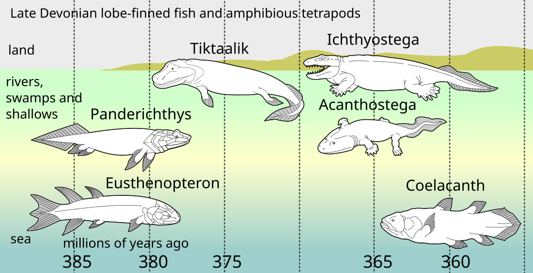 Eusthenopteron