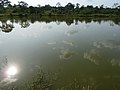 Fishpond in inland valley in Ashanti region, Ghana - panoramio.jpg