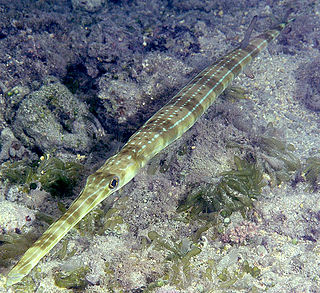 <span class="mw-page-title-main">Cornetfish</span> Family of fishes