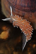 Flabellina verrucosa 001.jpg