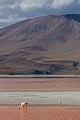 * Nomination Andean flamingo (Phoenicoparrus andinus), Laguna Colorada, Bolivia --Poco a poco 11:17, 16 April 2016 (UTC) * Promotion Excellent! --Ermell 12:44, 16 April 2016 (UTC)